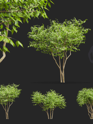 Ptelea trifoliata