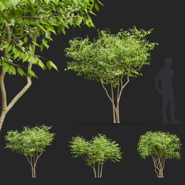Ptelea trifoliata