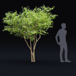Ptelea trifoliata