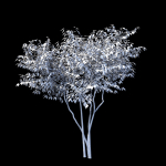 Ptelea trifoliata