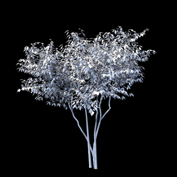 Ptelea trifoliata