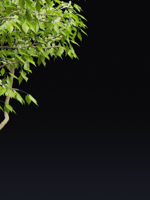 ptelea-trifoliata-3d-model-f330a4377e