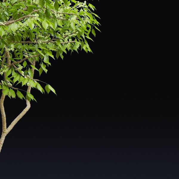 Ptelea trifoliata