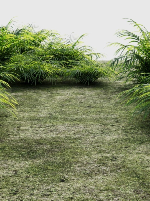 Pteris umbrosa a
