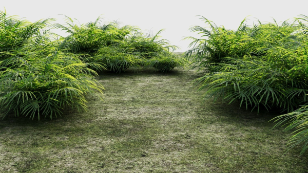 Pteris umbrosa a