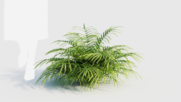 Pteris umbrosa a