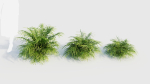 Pteris umbrosa a