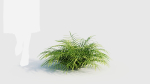 Pteris umbrosa a