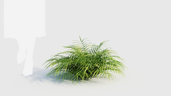 Pteris umbrosa a