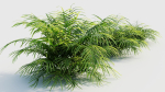 Pteris umbrosa a