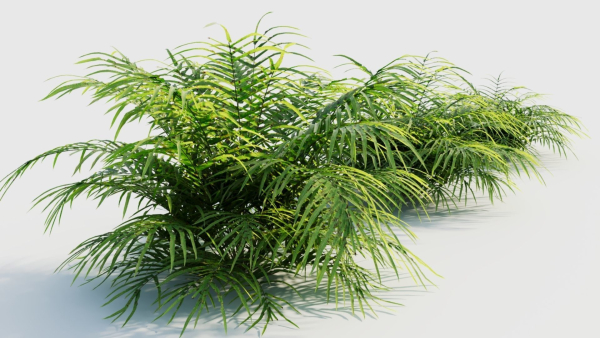 Pteris umbrosa a