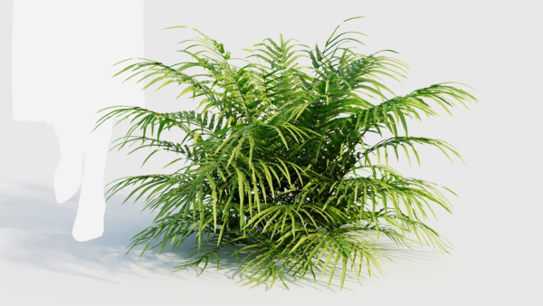 Pteris umbrosa a