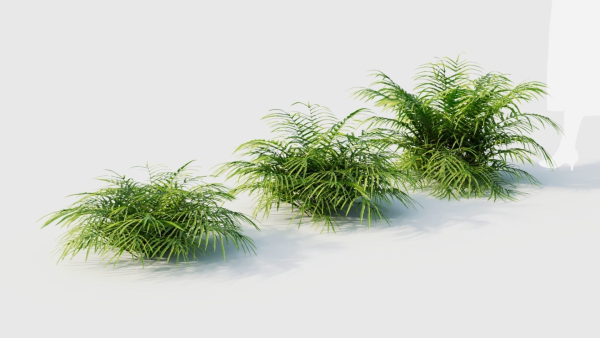 Pteris umbrosa a
