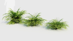 Pteris umbrosa a