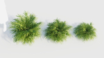 Pteris umbrosa a