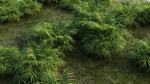Pteris umbrosa a