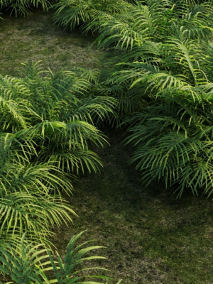 pteris-umbrosa-a-3d-model-dac3cd49e6