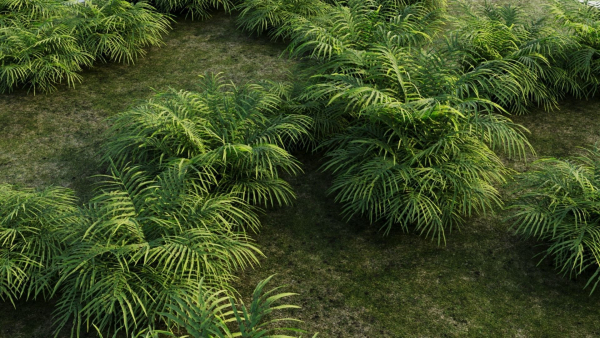 Pteris umbrosa a