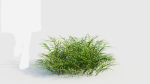 Pteris umbrosa b
