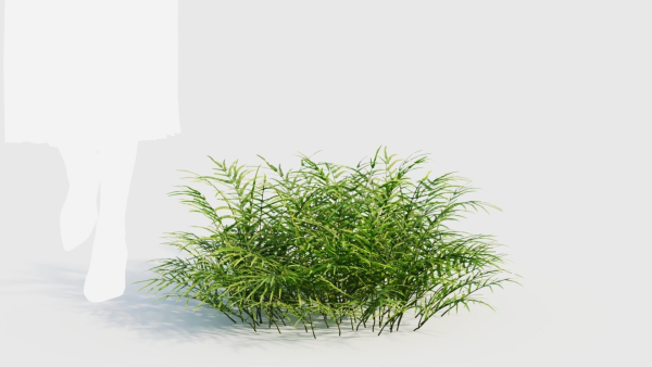 Pteris umbrosa b