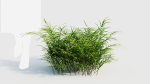 Pteris umbrosa b