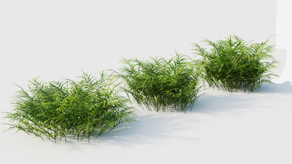 Pteris umbrosa b