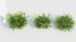 Pteris umbrosa b