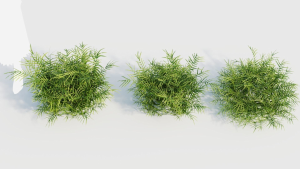 Pteris umbrosa b