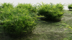 Pteris umbrosa b