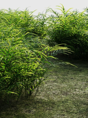 Pteris umbrosa b