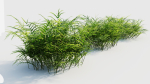 Pteris umbrosa b