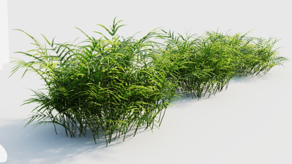 Pteris umbrosa b