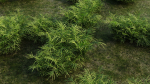 Pteris umbrosa b