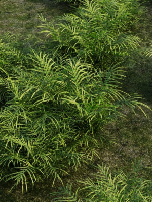 pteris-umbrosa-b-3d-model-b1cda4ae58
