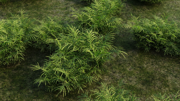 Pteris umbrosa b