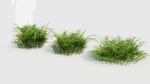 Pteris umbrosa b