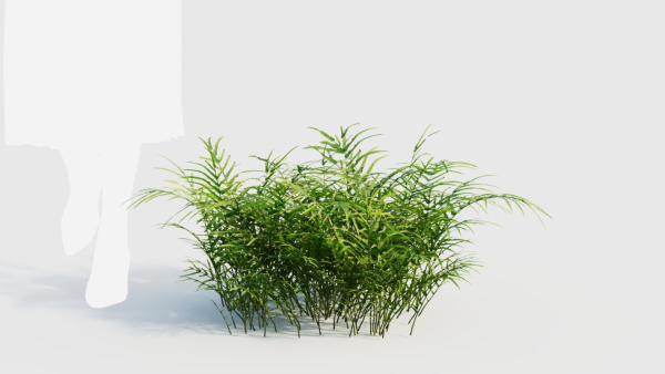 Pteris umbrosa b