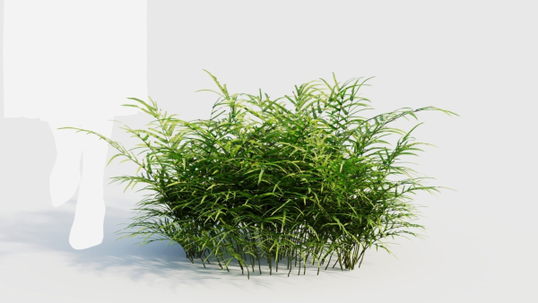 Pteris umbrosa c
