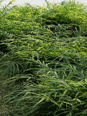 Pteris umbrosa c