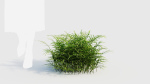 Pteris umbrosa c