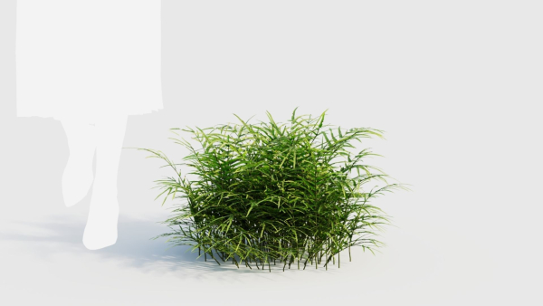 Pteris umbrosa c
