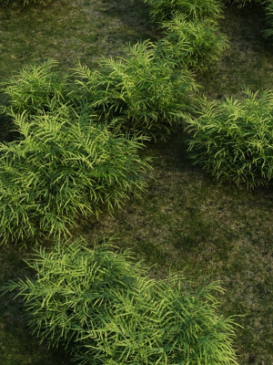 pteris-umbrosa-c-3d-model-7b2f21b0a2