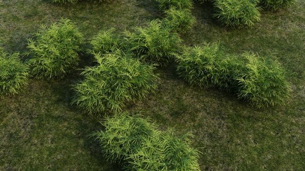Pteris umbrosa c