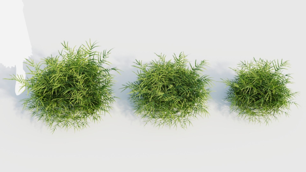 Pteris umbrosa c