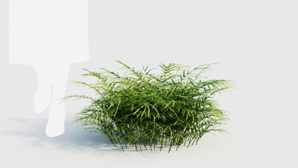 Pteris umbrosa c