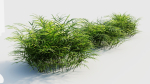 Pteris umbrosa c