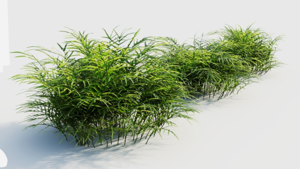 Pteris umbrosa c