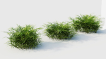 Pteris umbrosa c