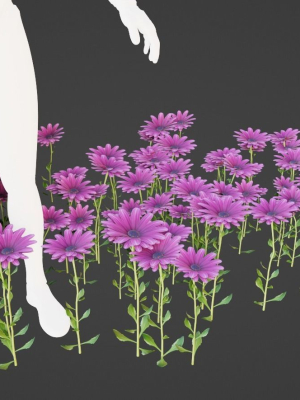 Purple Daisy Pbr
