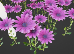 Purple Daisy Pbr